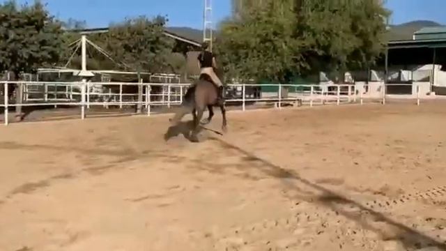 АНДАЛУЗСКАЯ ЛОШАДЬ с документами Племенной Книги Испании, жеребец P.R.E. 2017 г.р. 163 см в/х смотреть онлайн