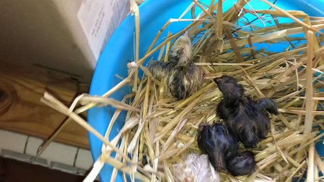 Ужасно трудное вылупление Цыплят породы Араукана и Амераукана
