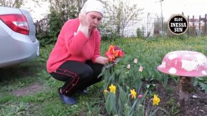 Тюльпаны.  Как правильно обрезать после цветения. Tulips.
