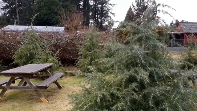 Deodara Cedar / Cedrus deodara смотреть онлайн