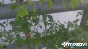 Гидропоника☝Не совместимость культур на гидропонике