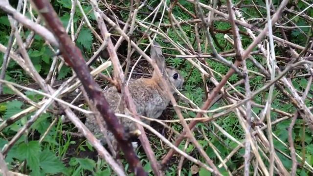 Братец Кролик и терновый куст смотреть онлайн