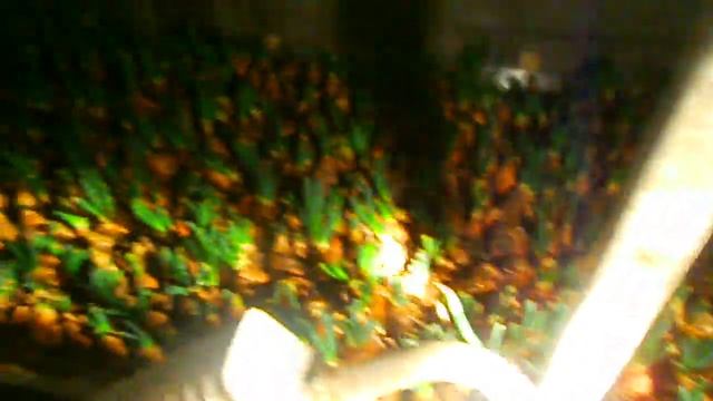 Выгонка зелёного лука. Первый блин комом. смотреть онлайн