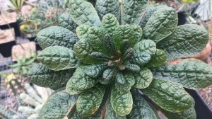 Мой скромный уголок каудексных растений