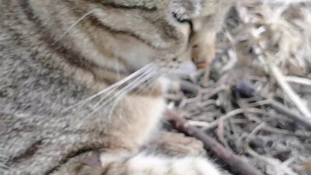 Перед дождём..? смотреть онлайн