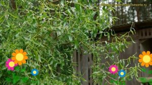 Ива обыкновенная Эритрофлексуоза. Краткий обзор, описание характеристик salix Erythroflexuosa