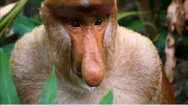 Самые смешные и экзотические животные в мире Выпуск 1 смотреть онлайн