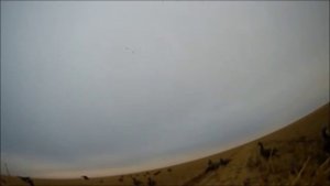 Охота на гуся октябрь 2019 г