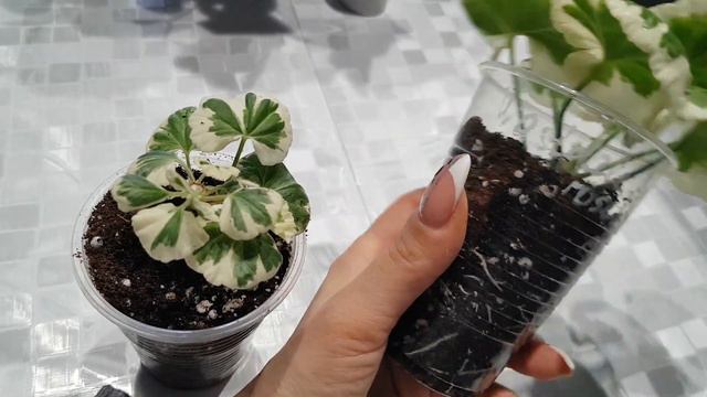 Как сохранить сорт пеларгонии. смотреть онлайн