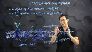 Взаимосвязь между структурой, свойствами и функциями клеточной мембраны. 10 класс.