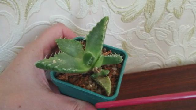 Что с фаукарией? смотреть онлайн