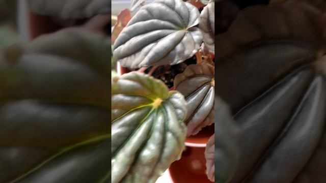 Необычная пеперомия ❤️?peperomia