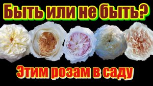 Срезочные розы Дэвида Остина. Обзор 5 сортов.