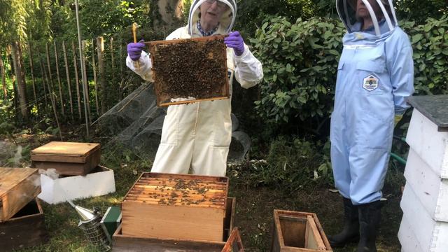 The Perfect Hive Inspection by Master Beekeeper Jane Ridler. смотреть онлайн