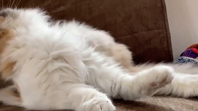 Hairy pussy licking to mellow classical guitar (Furch GNC-2CW) + SLOMO Content смотреть онлайн