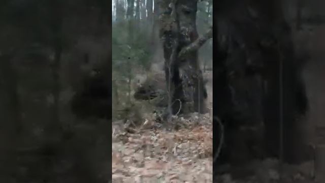 Брянского водителя удивил вышедший к дороге зубр