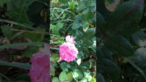 Роза плетистая Арлекин, Тантау (Rose Harlekin)