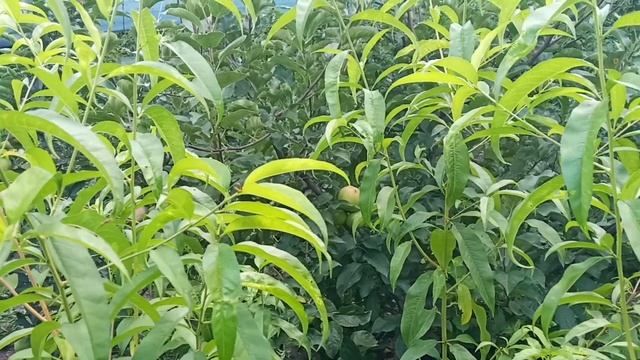 Летняя обрезка персика