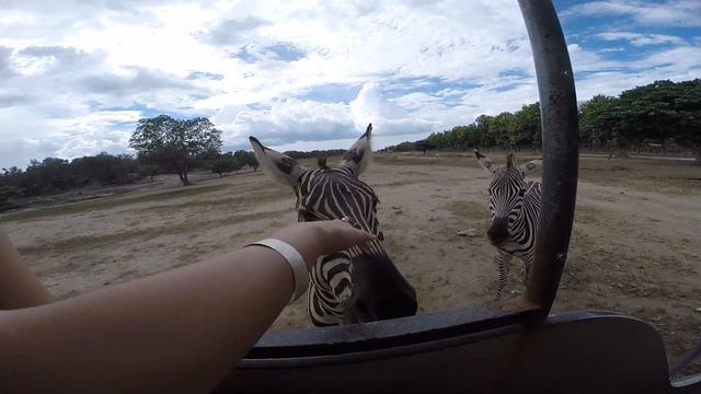 Коста Рика | САФАРИ Парк смотреть онлайн