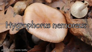 Съедобный позднеосенний гриб -  Гигрофор дубравный | Hygrophorus nemoreus