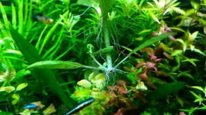 ОБЗОР ЛИМНОФИЛА РУГОЗА. РЕДКОЕ АКВАРИУМНОЕ РАСТЕНИЕ.