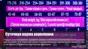 Обзор корма Eukanuba Cat Kitten Healthy Start