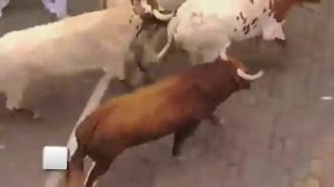 Испания. Праздник быков, бык поддел на рога человека.