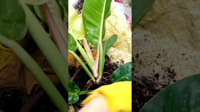 How to propagate Giant Moonlight Philodendron.