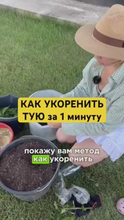 ЛУЧШИЙ МЕТОД укоренения туи!