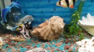 Определение пола у скалярий