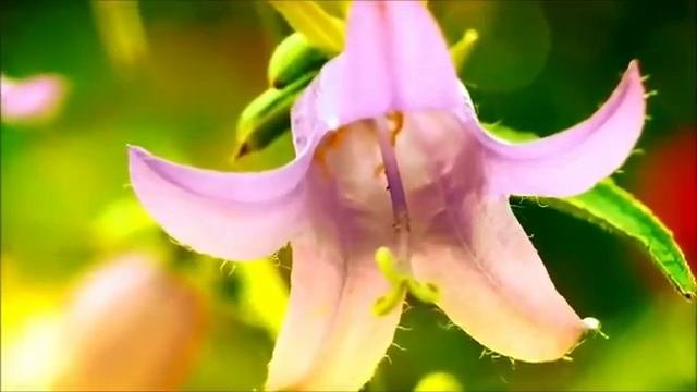 Красивая татарская музыка для отдыха Tatar Song