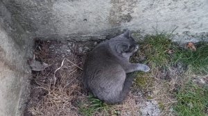 Кошка шипит... не хочет идти домой...