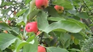 Сорт яблони Китайка обыкновенная.