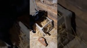 Маленький Сарай для козы, для начинающих