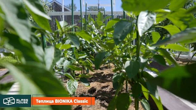 Отзыв владелицы теплицы БИОНИКА Классик от Гласс Хаус смотреть онлайн