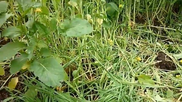 Активные роторы к мотоблоку своими руками.