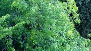 17. Как собирают грецкие орехи?/How to collect walnuts?