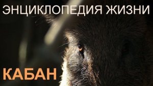 Кабан. Энциклопедия жизни. Wild boar. Encyclopedia of Life.