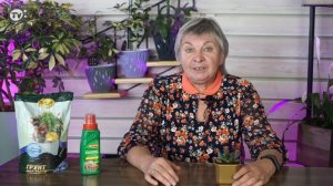 Уход за Хавортией в Домашних Условиях ✔️