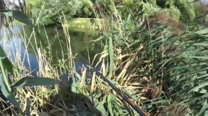 БОКОВОЙ КИВОК!!!РЫБАЛКА в ТРОСТНИКЕ