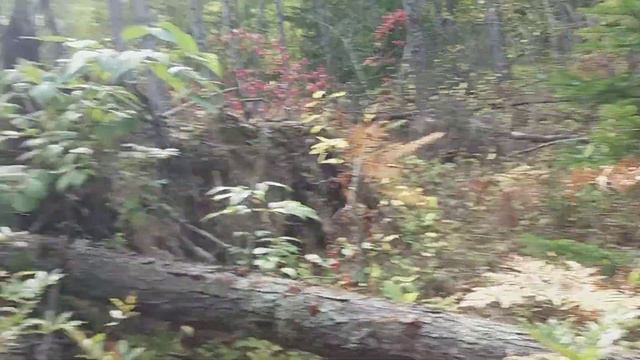 Лимонник . смотреть онлайн