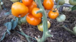 Вкуснейший томат. Сорт "Хурма".