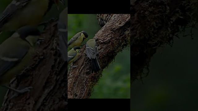 Звук пения синицы для здоровья и хорошего настроения.
