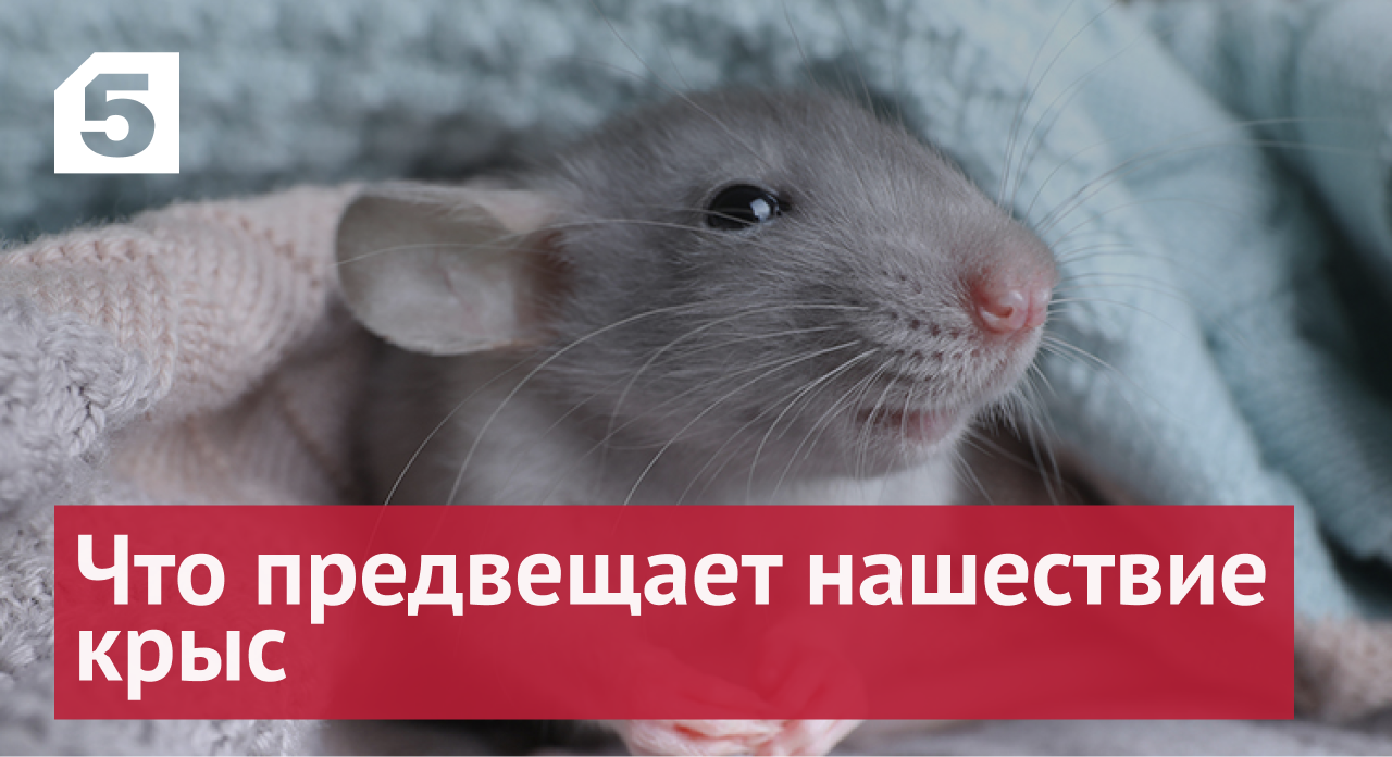 Крысы очищающие: что предвещает нашествие грызунов