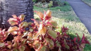 Coleus 'Henna'