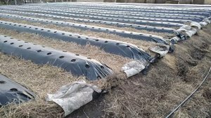 Какое давление выдерживает хорошая отечественная капельная лента!