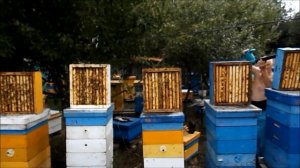 Выдув пчелы с корпусов ветродуйкой