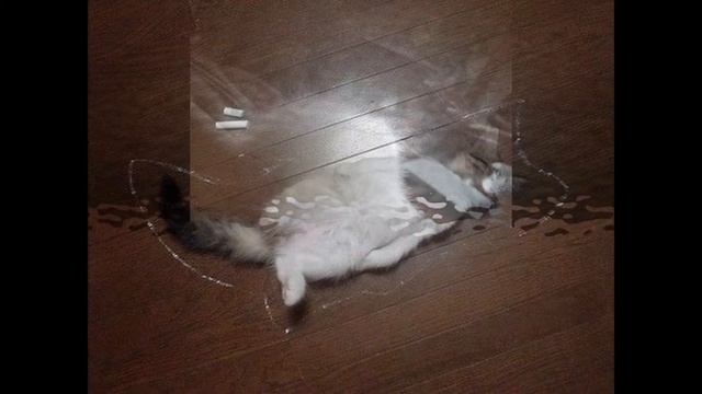 Спящие котики Cats Sleep смотреть онлайн