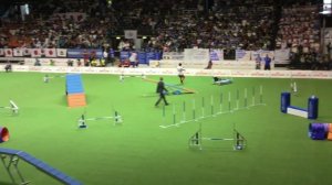 Agility Individual Medium, Martin Ebrle & Kayo, Agility WC 2015