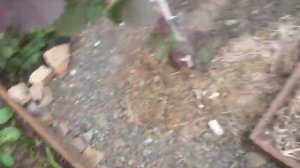 Уплотненная посадка . Огород на пол сотках земли.